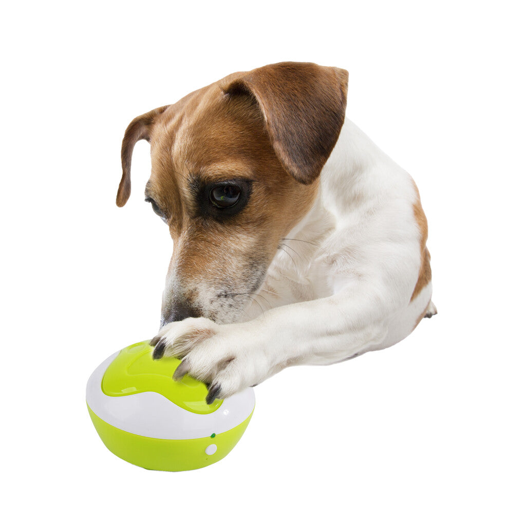 Boutons de Communication Interactifs pour Chien - AFP Interactive