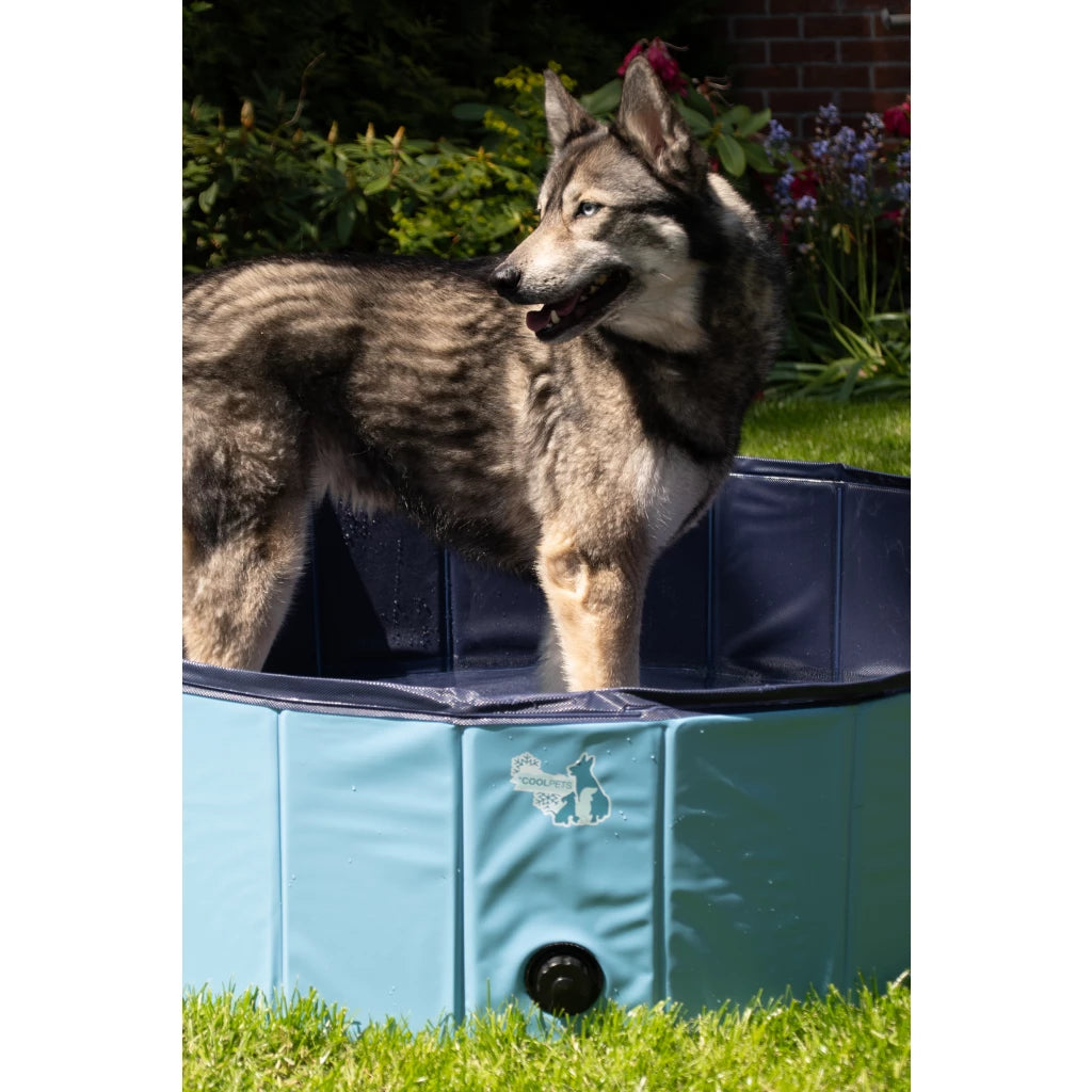 Piscine pour chiens – Fraîcheur et sécurité en été