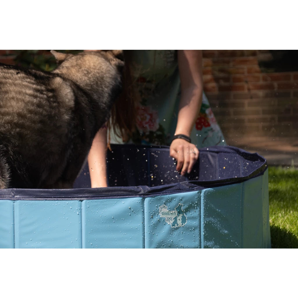 Piscine pour chiens – Fraîcheur et sécurité en été