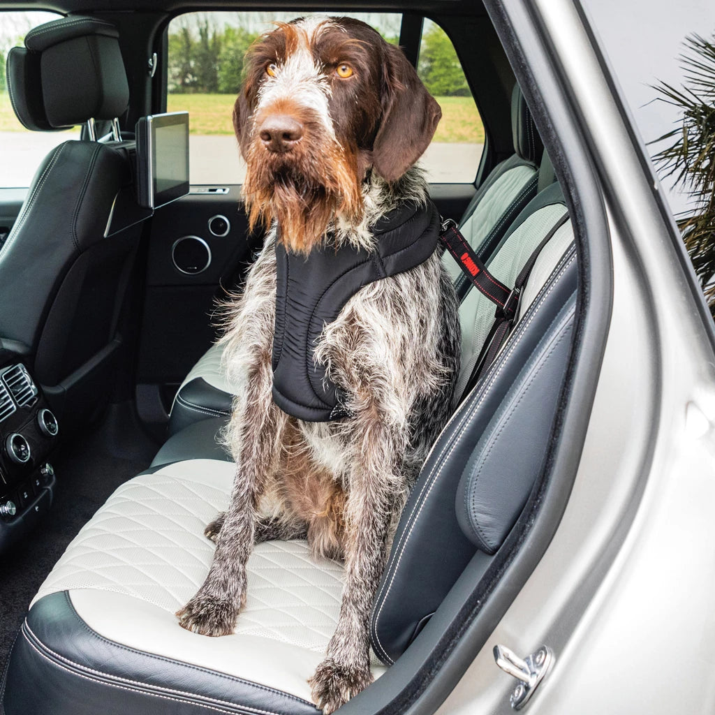 Sangle de sécurité KONG Ultimate pour chien en voiture – Système LATCH/ISOFIX